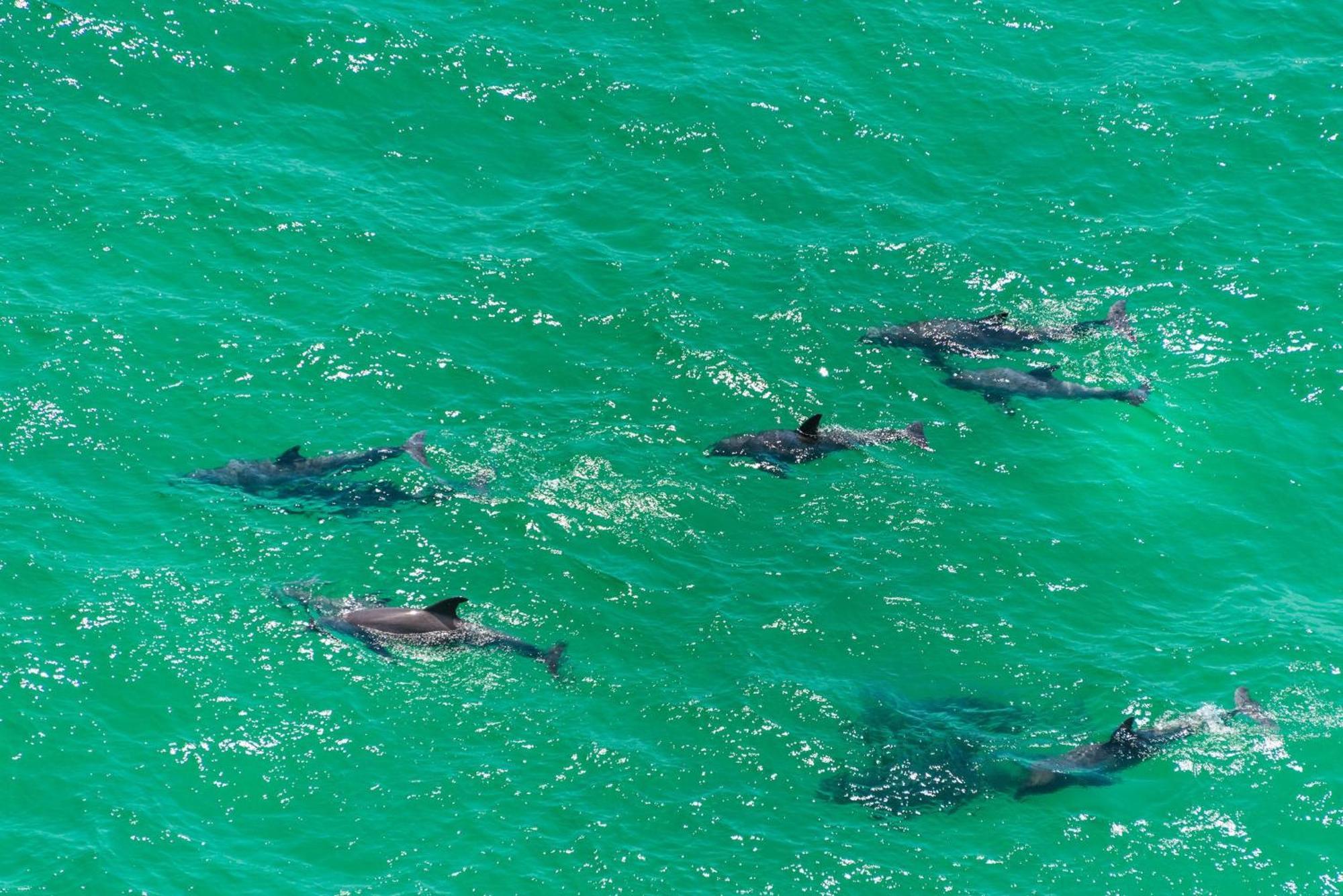 Calypso 2-504 West Aparthotel Panama City Beach Buitenkant foto